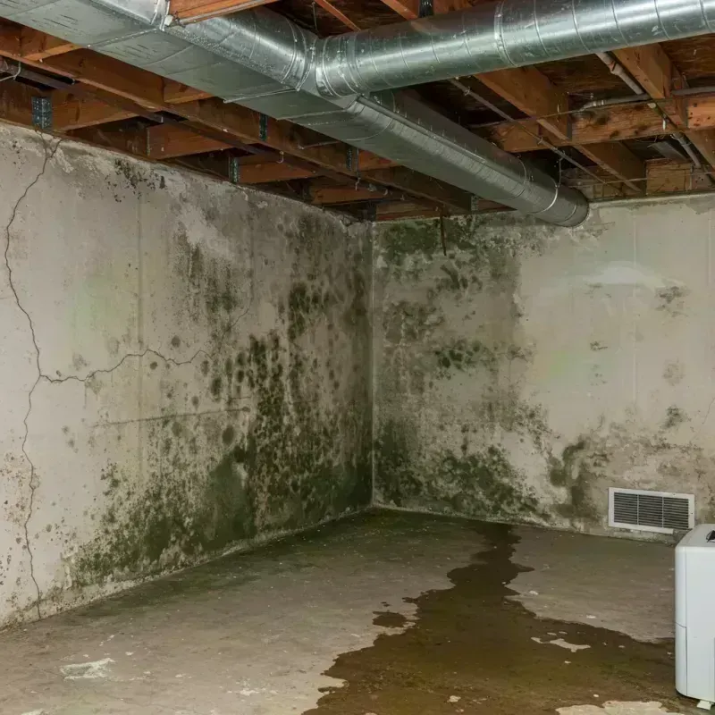 Professional Mold Removal in Scott County, MO